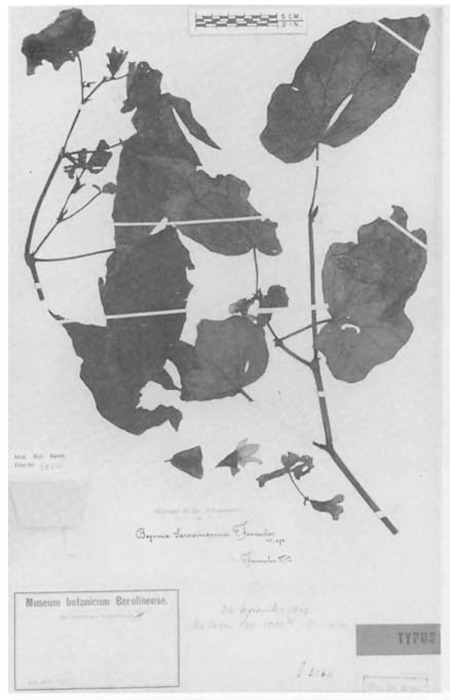 B. sarasinorum